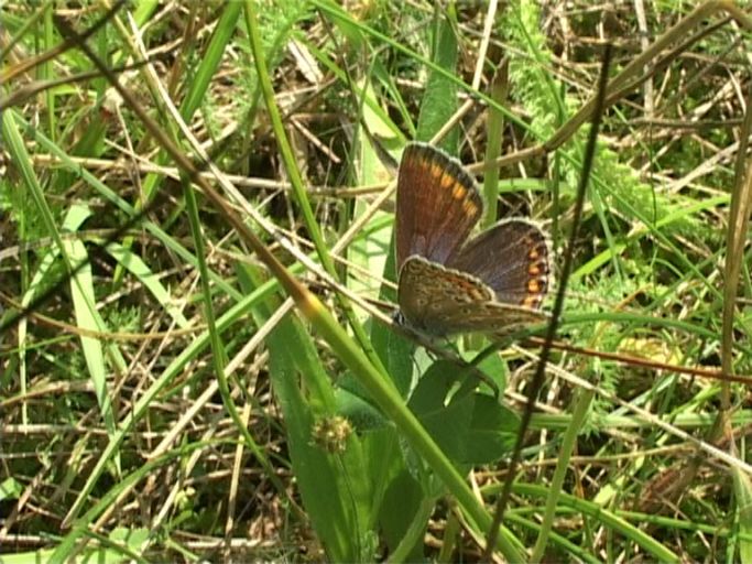 Hauhechelbläuling ( Polyommatus icarus ), Weibchen : Am Niederrhein, Biotop, 17.08.2005